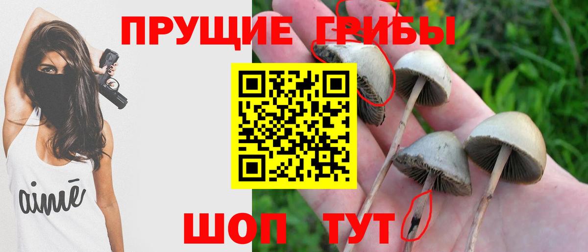 Когалым  Псилоцибиновые грибы Cubensis  как найти   Вход с VPN 